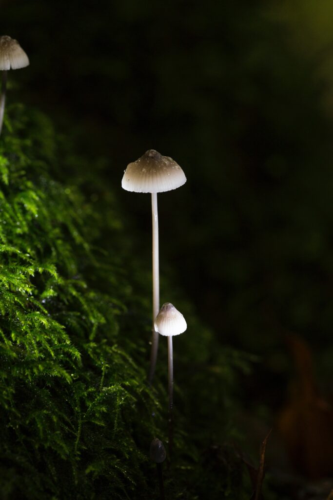 Magic mushroom growing